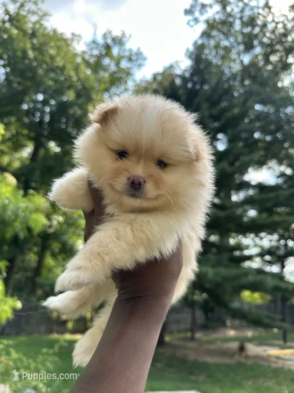 Mike – Pomeranian puppy for sale in Laurel, MD