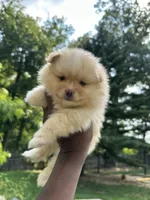 Mike, a male Pomeranian for sale in Laurel, MD – 1 of 3
