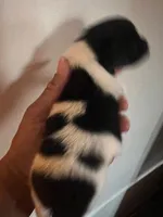 CLEO, a female Pomeranian for sale in Laurel, MD – Photo 3 of 9