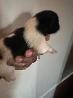 CLEO, a female Pomeranian for sale in Laurel, MD – Photo 4 of 9