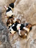 CLEO, a female Pomeranian for sale in Laurel, MD – Photo 6 of 9