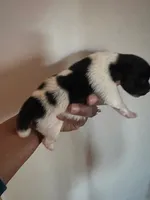 CLEO, a female Pomeranian for sale in Laurel, MD – Photo 1 of 9