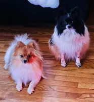 CLEO, a female Pomeranian for sale in Laurel, MD – Photo 7 of 9