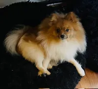 CLEO, a female Pomeranian for sale in Laurel, MD – Photo 8 of 9