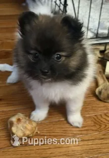  Bella – Pomeranian puppy for sale in Laurel, MD