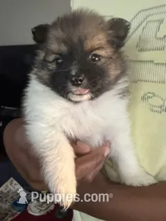 Bugatti – Pomeranian puppy for sale in Laurel, MD