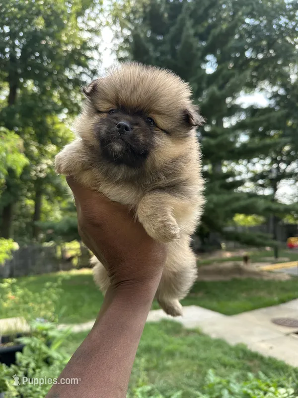 Klaus – Pomeranian puppy for sale in Laurel, MD