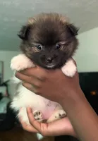  Bella, a female Pomeranian for sale in Laurel, MD – 2 of 4