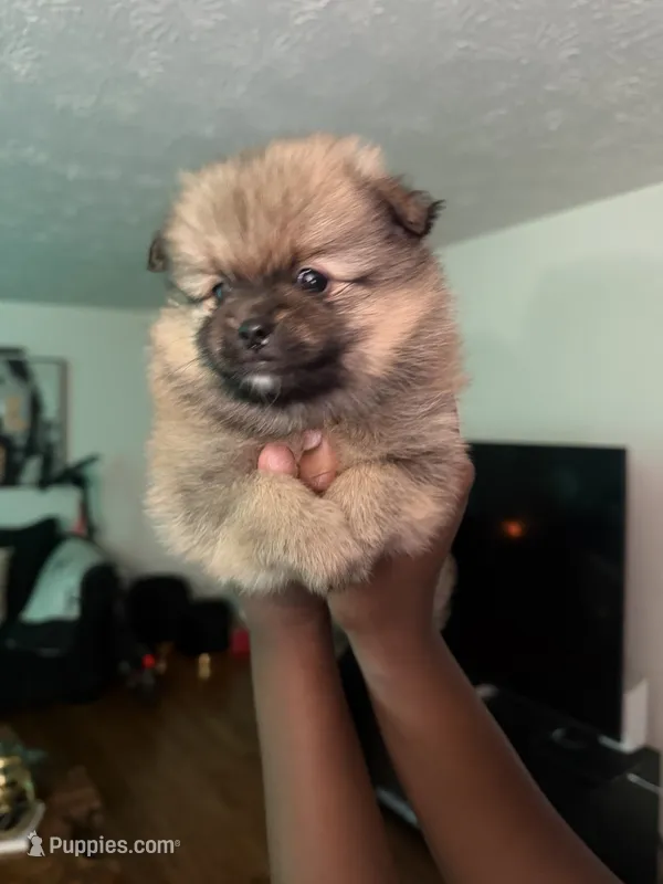 Klaus – Pomeranian puppy for sale in Laurel, MD