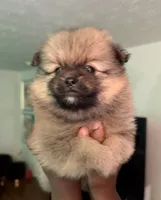 Klaus, a male Pomeranian for sale in Laurel, MD – 3 of 4