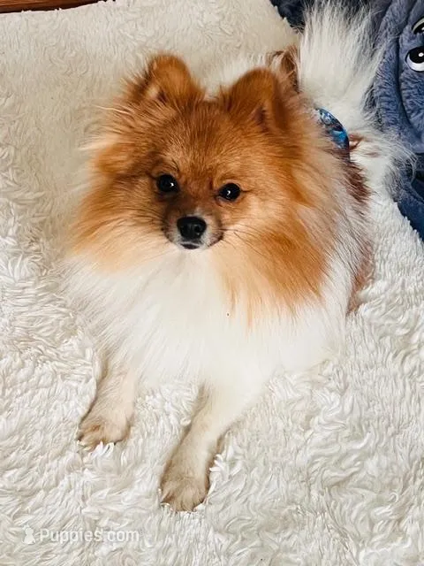 Versace – Pomeranian puppy for sale in Laurel, MD