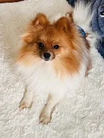 Versace, a male Pomeranian for sale in Laurel, MD – Photo 1 of 4