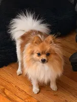 Versace, a male Pomeranian for sale in Laurel, MD – Photo 2 of 4