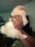 Mike, a male Pomeranian for sale in Laurel, MD – 3 of 3