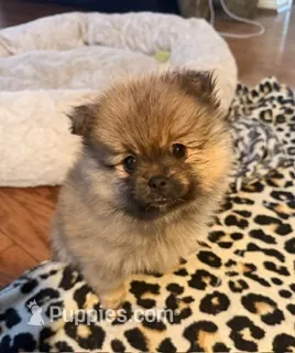 Klaus – Pomeranian puppy for sale in Laurel, MD
