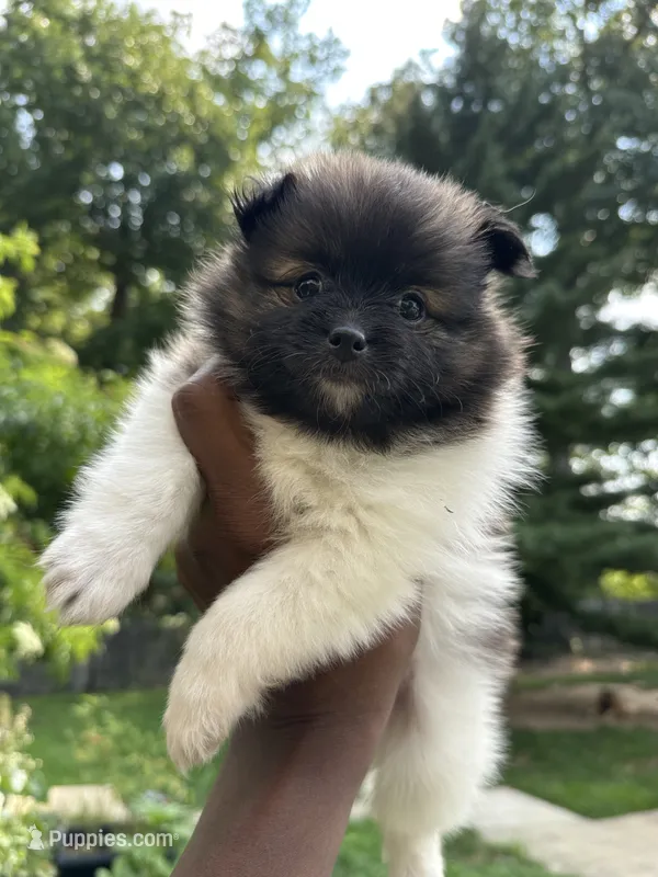  Bella – Pomeranian puppy for sale in Laurel, MD