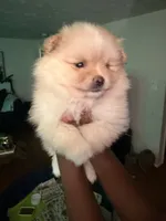 Mike, a male Pomeranian for sale in Laurel, MD – 2 of 3