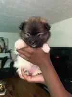  Bella, a female Pomeranian for sale in Laurel, MD – 3 of 4