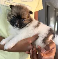 Bugatti, a male Pomeranian for sale in Laurel, MD – 2 of 5
