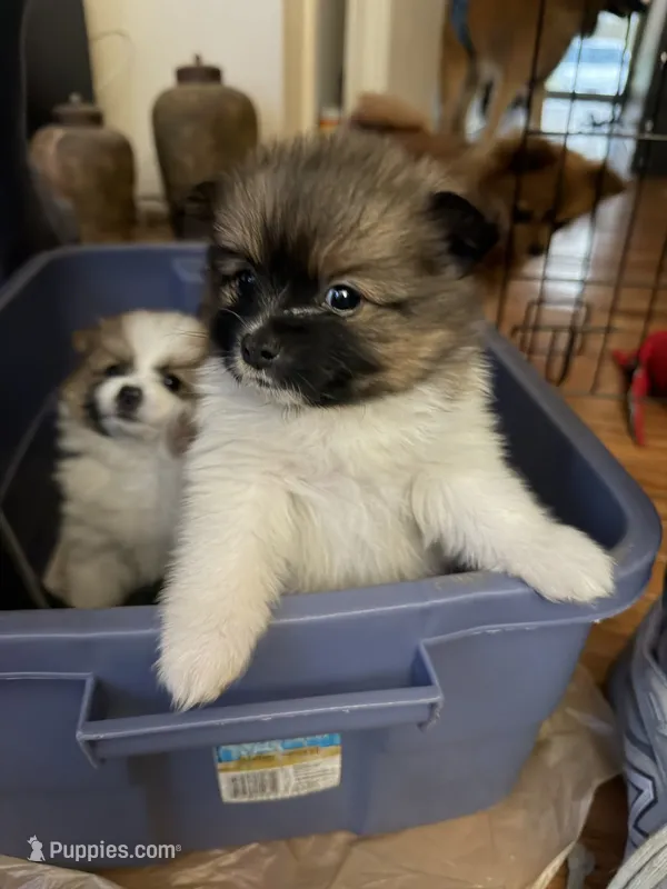Bugatti – Pomeranian puppy for sale in Laurel, MD