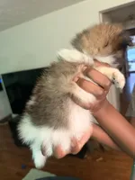  Bella, a female Pomeranian for sale in Laurel, MD – 4 of 4