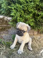 Kimbo, a male Pug for sale in Tacoma, WA – 2 of 3