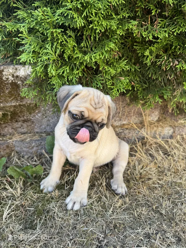 Kimbo – Pug puppy for sale in Tacoma, WA