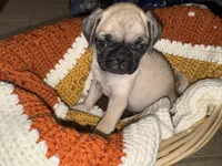 Mara, a female Pug for sale in Tacoma, WA – 1 of 3