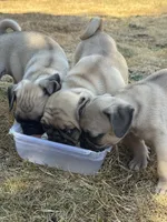 Kimbo, a male Pug for sale in Tacoma, WA – 3 of 3