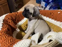 Mara, a female Pug for sale in Tacoma, WA – 3 of 3