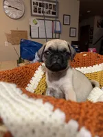 Mara, a female Pug for sale in Tacoma, WA – 2 of 3