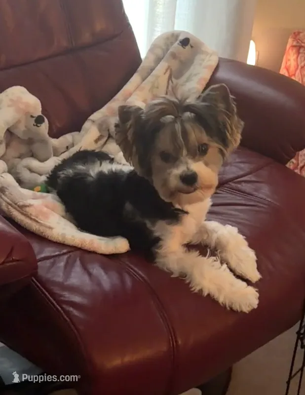 Jasper – Biewer puppy for sale in Rome, GA