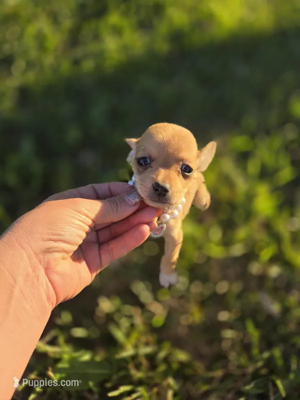 London, a female Chihuahua for sale in Fountain Valley, CA – Photo 1 of 1