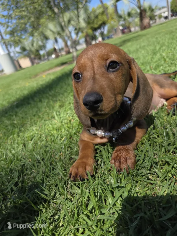 Cinammon – Dachshund puppy for sale in Garden Grove, CA