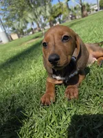 Cinammon, a female Dachshund for sale in Garden Grove, CA – Photo 1 of 3