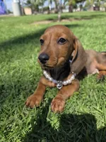 Cinammon, a female Dachshund for sale in Garden Grove, CA – Photo 2 of 3