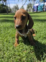 Cinammon, a female Dachshund for sale in Garden Grove, CA – Photo 3 of 3