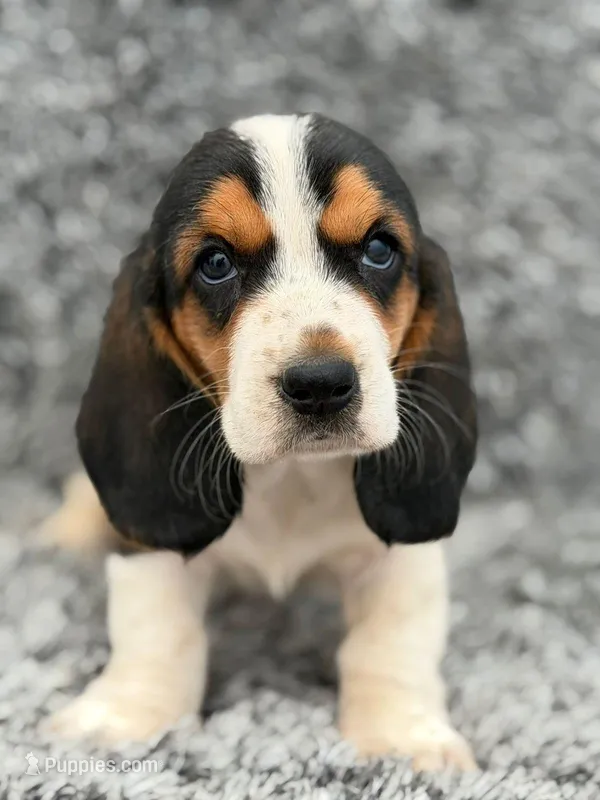 Mochi  – Basset Hound puppy for sale in Garden Grove, CA