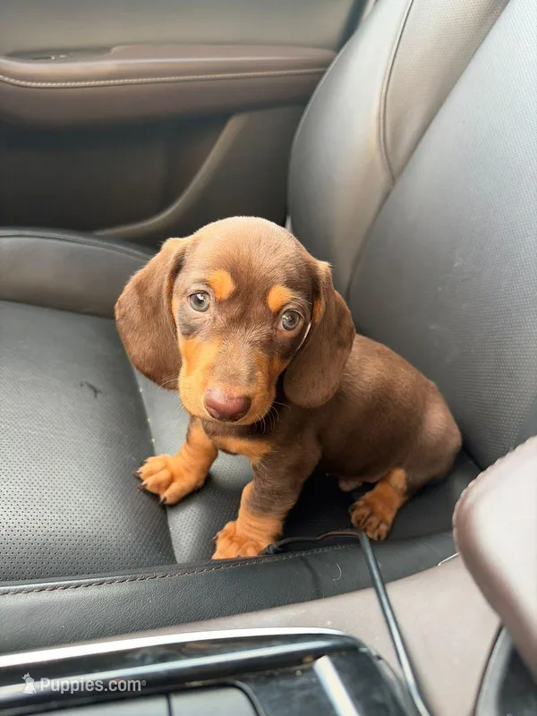 Hershey – Dachshund puppy for sale in Fountain Valley, CA
