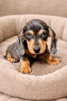 Cosmos, a male Dachshund for sale in Garden Grove, CA – Photo 2 of 2
