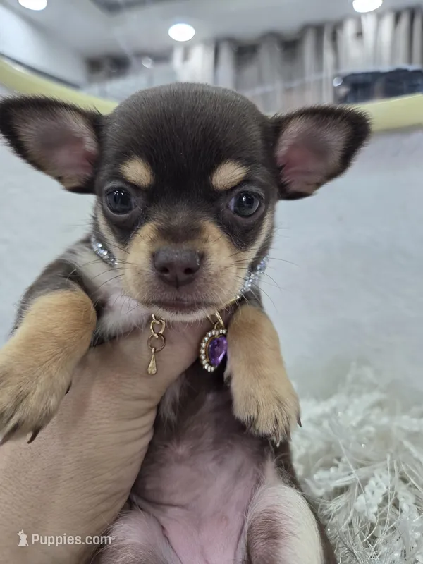 Nutella – Chihuahua puppy for sale in Fountain Valley, CA