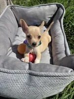 Latte, a male Chihuahua for sale in Fountain Valley, CA – Photo 3 of 5