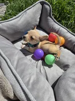 Latte, a male Chihuahua for sale in Fountain Valley, CA – Photo 5 of 5
