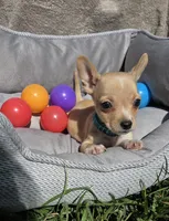 Latte, a male Chihuahua for sale in Fountain Valley, CA – Photo 1 of 5