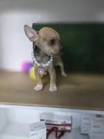 Coco 1 pound, a female Chihuahua for sale in Fountain Valley, CA – Photo 2 of 4