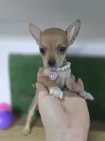 Coco 1 pound, a female Chihuahua for sale in Fountain Valley, CA – Photo 3 of 4