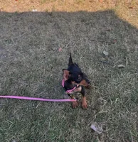 Chanel, a female Chihuahua for sale in Fountain Valley, CA – Photo 3 of 4