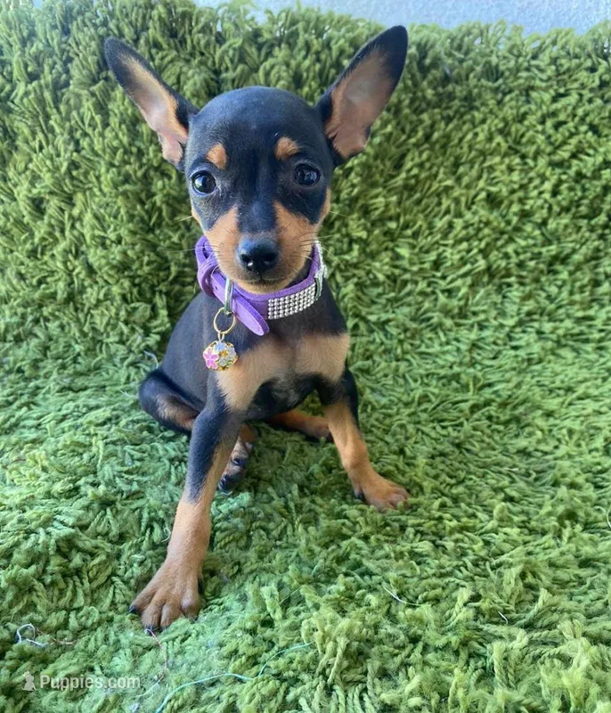 Chanel – Chihuahua puppy for sale in Fountain Valley, CA