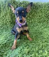 Chanel, a female Chihuahua for sale in Fountain Valley, CA – Photo 1 of 4