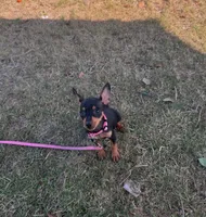 Chanel, a female Chihuahua for sale in Fountain Valley, CA – Photo 4 of 4